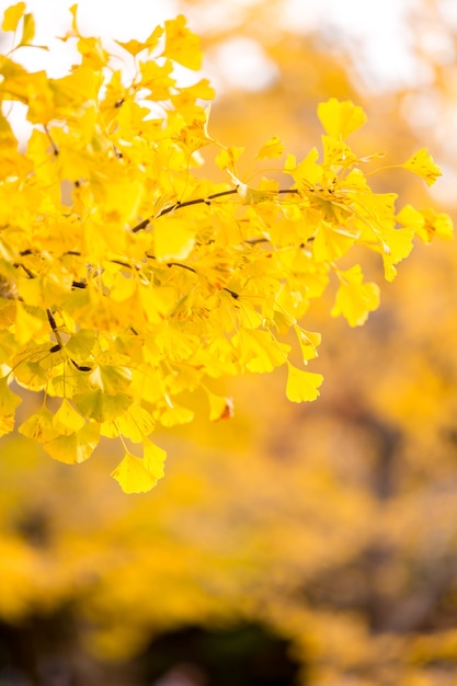 Ginkgo trees autumn