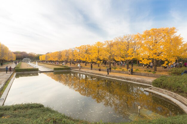 Ginkgo trees Autumn