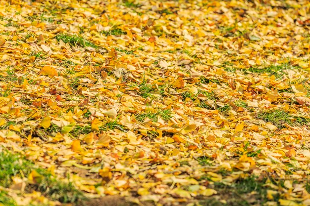 Ginkgo vertrekt