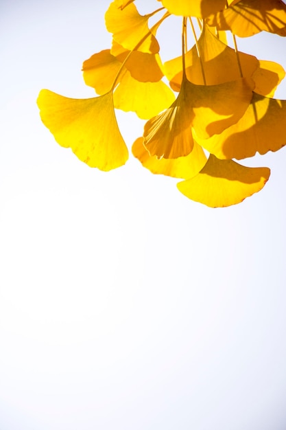 Ginkgo yellow leaf in Autumn season