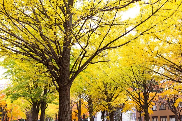 Ginkgoboom in het park