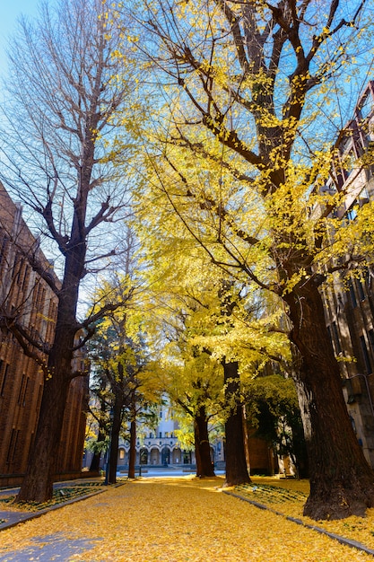 Ginkgoboom op weg, de herfstseizoen