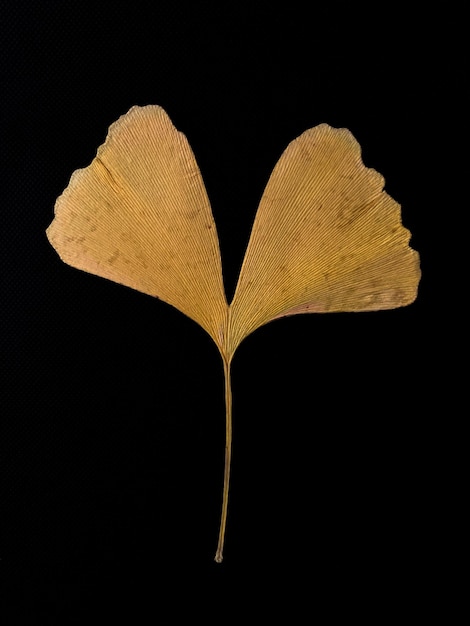 Foto foglia di ginko biloba su sfondo nero