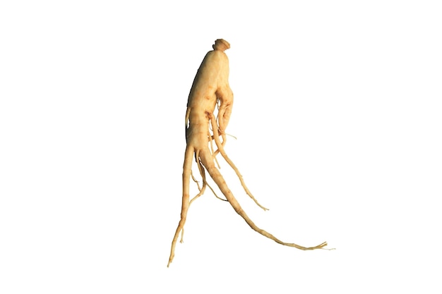 Ginseng isolated on white background