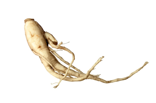 Ginseng isolated on white background