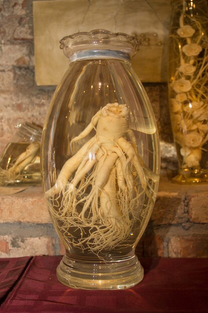 Ginseng root in a glass flask Korean ginseng root