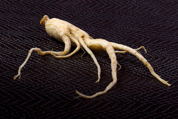 Photo ginseng root