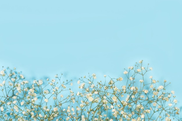 Gipsophila bunch on a  light blue background