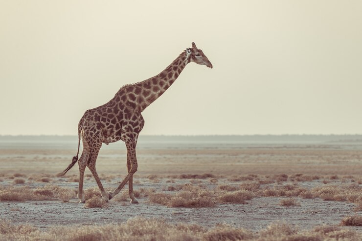 Giraf die in de struik op de woestijnpan bij zonsondergang lopen. Wildlife Safari in het Etosha National Park, de belangrijkste reisbestemming in Namibië, Afrika. Profielweergave, schilderachtig zacht licht.