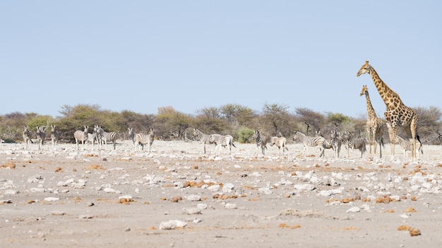 Giraf die in de struik op de woestijnpan loopt. Wildlife Safari in het Etosha National Park.