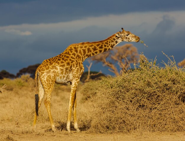 Giraf die 's avonds een struik in de savanne eet. Donkerblauwe lucht op de achtergrond. Amboseli nationaal