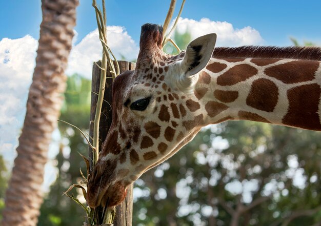 Giraf eet gras. portret van een giraf (giraffa camelopardalis) is een afrikaans evenhoevig zoogdier. grappige giraf die uit de wolken komt. schattige girafkop op blauwe hemelachtergrond ziet er gelukkig uit