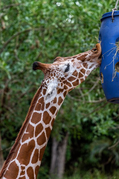 Giraf eet hooi uit een blauwe kribbe