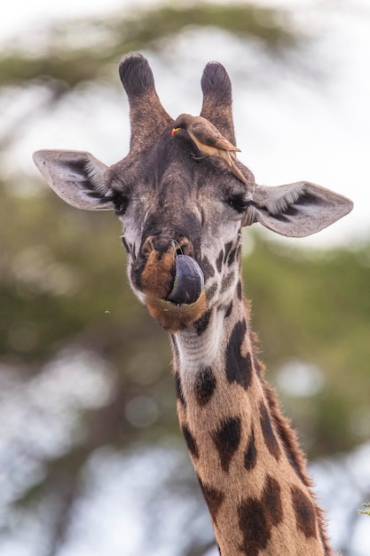 Giraf Giraffa camelopardalis