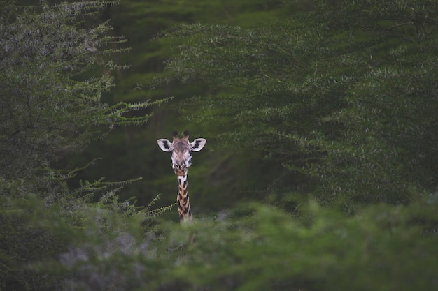 Giraf Giraffa camelopardalis