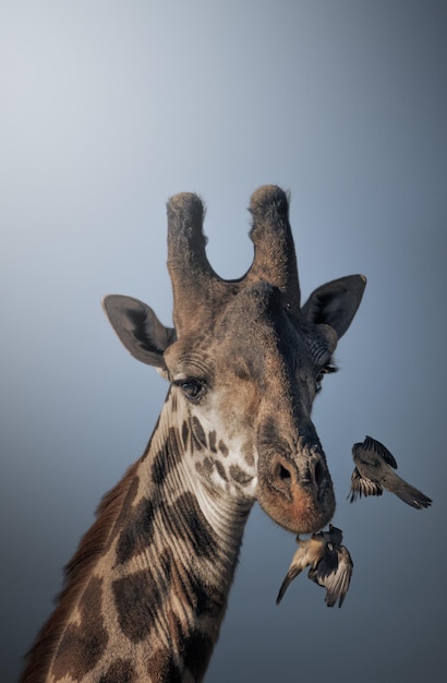 Giraf Giraffa camelopardalis