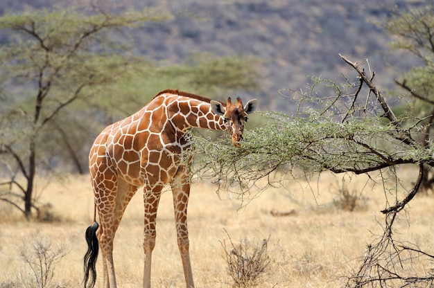 Giraf in het wild. Afrika, Kenia