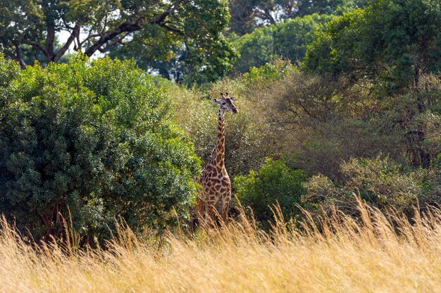 Giraf in nationaal park van kenia, afrika