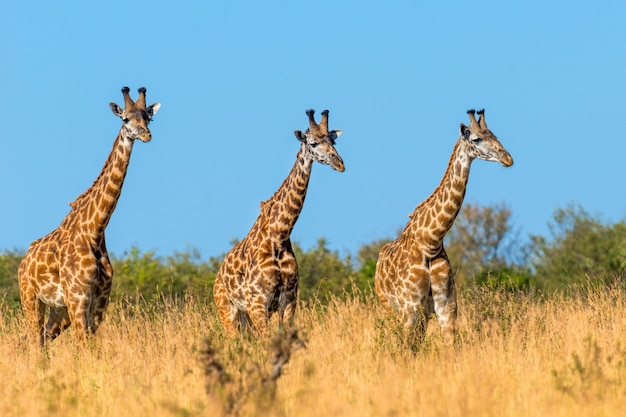 Giraf in nationaal park van Kenia, Afrika