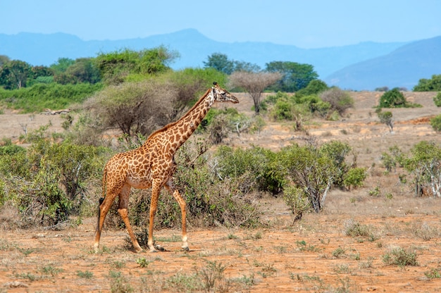 Giraf in nationaal park van Kenia, Afrika