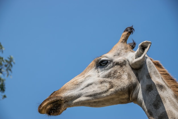 Giraf met blauwe hemelachtergrond