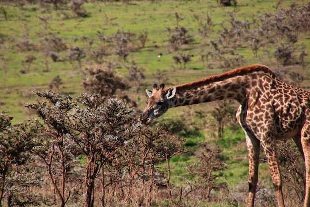 Giraf op safari in Kenia en Tanzania, Afrika