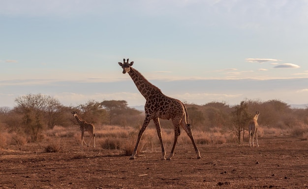 Giraf staat en kijkt in de camera. Op de achtergrond staan twee giraffen. Zonsondergang in savanne.