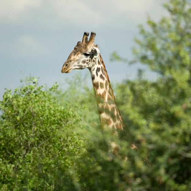 Фото Жираф ест в заповеднике серенгети