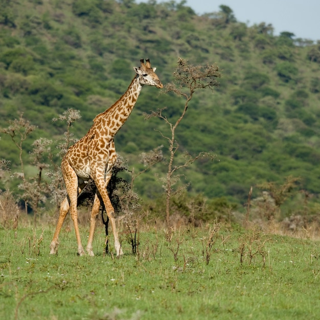 Photo girafe in the serengeti