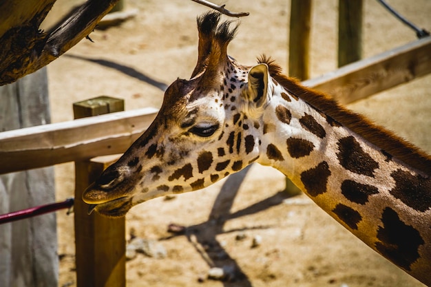 giraffa, beautiful giraffe in a zoo park