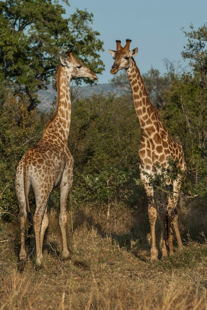 Giraffa Kruger National Park Zuid-Afrika
