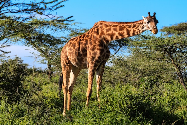 Giraffe at the acacia bush. Tanzania, Africa