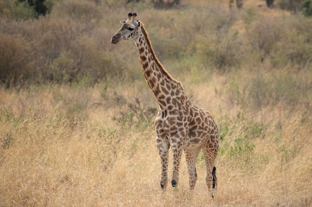 giraffe in the African savanna at the first light of a sunny summer day