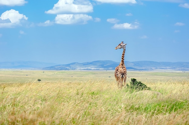 La giraffa nella fauna della savana africana negli animali del paesaggio della savana del parco nazionale di amboseli in kenya