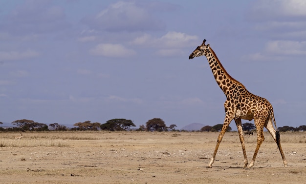 Giraffa nel parco nazionale di amboseli - kenya