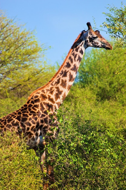 Photo giraffe among trees safari in serengeti tanzania africa
