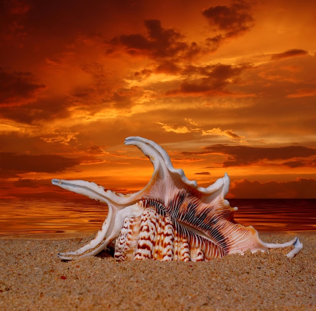 Foto giraffa sulla spiaggia contro il cielo durante il tramonto