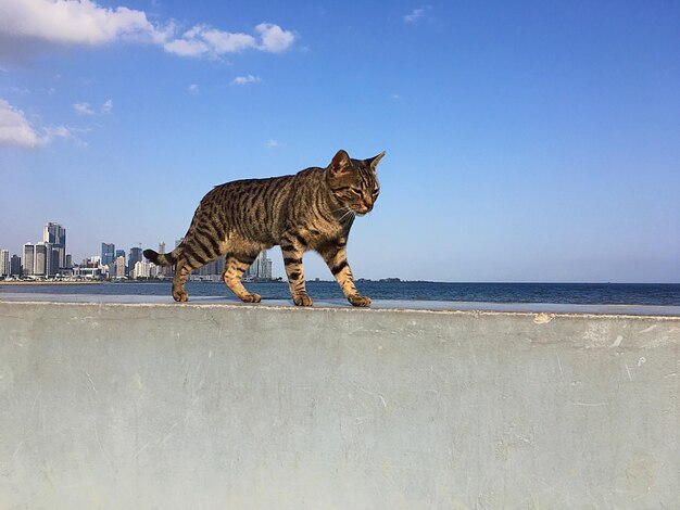 空に照らされたビーチのジラフ