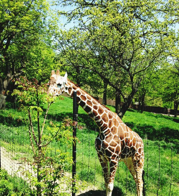 Giraffe bij het hek op het veld