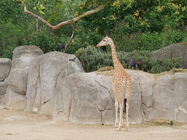 Foto giraffe e uccelli nella foresta