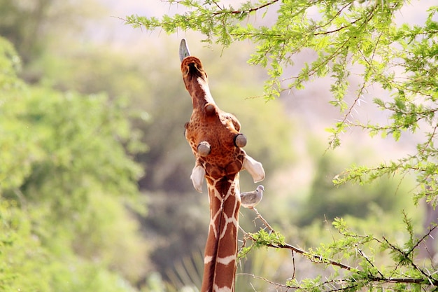 Photo giraffe by tree