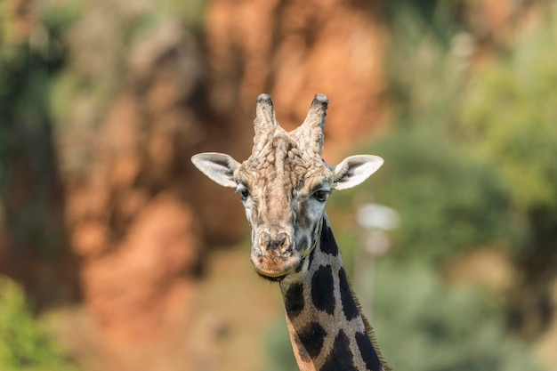 Giraffa al parco naturale di cabarceno spagna