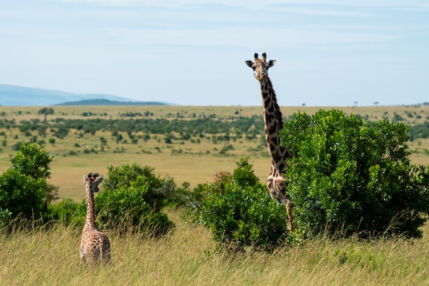 Giraffe and calf