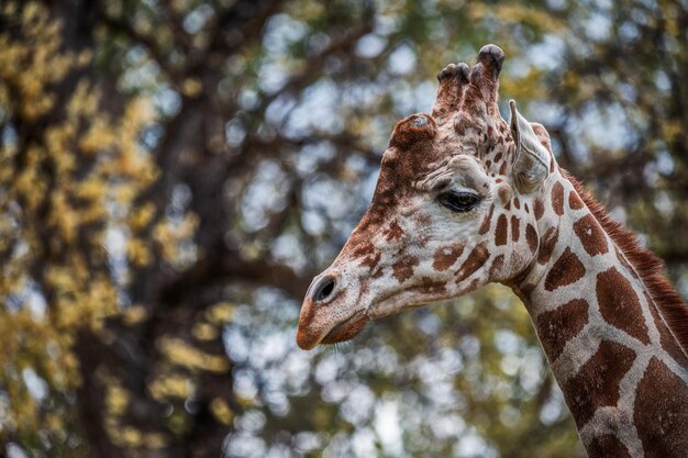 A giraffe in close up photography photo