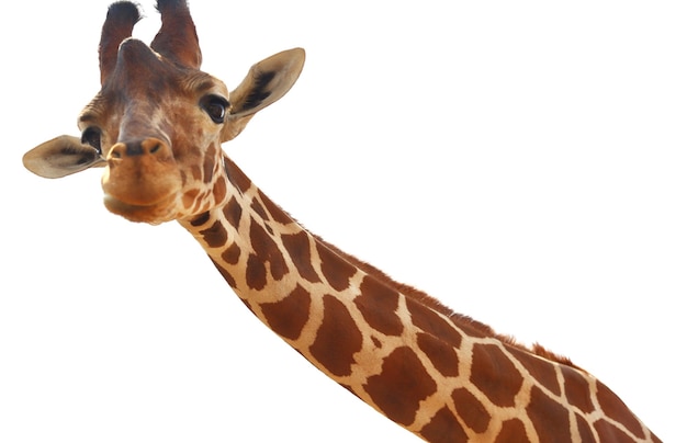 Giraffe close-up portret geïsoleerd op een witte achtergrond