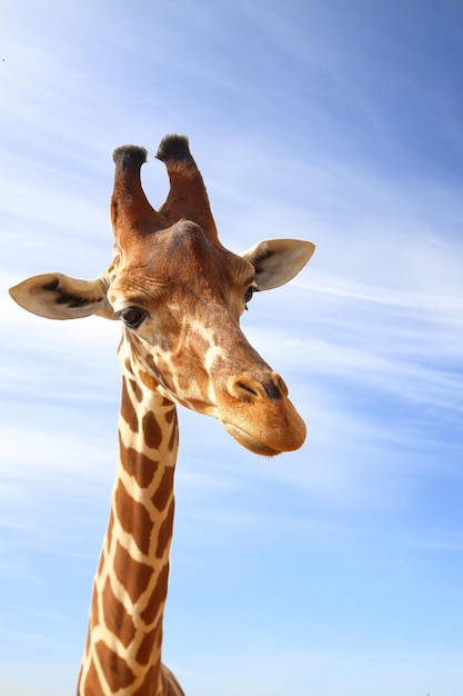 Giraffe close-up portret met blauwe lucht als achtergrond