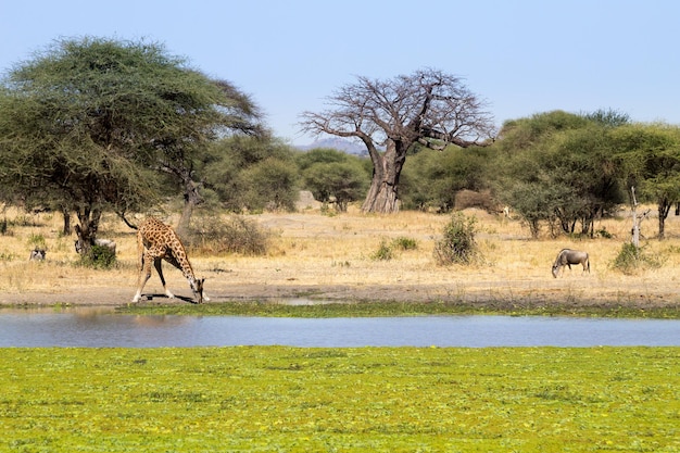 Foto giraffe close-up tarangire national park tanzania