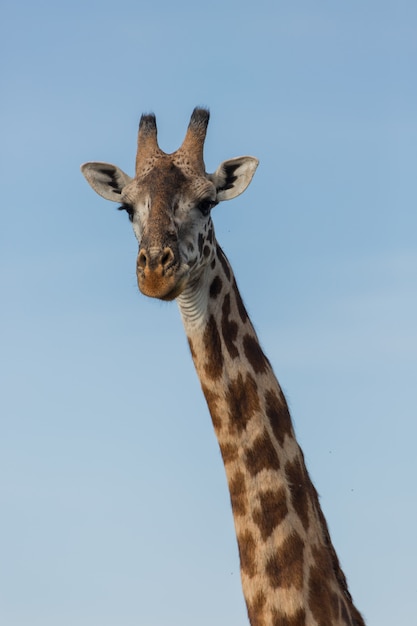 Giraffe Close-up