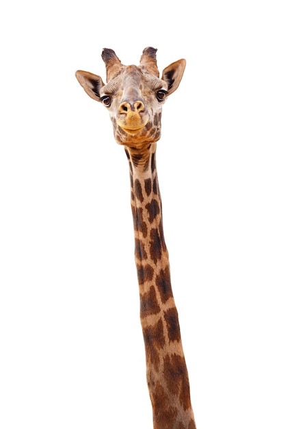 Giraffe Closeup Isolated Happy Expression