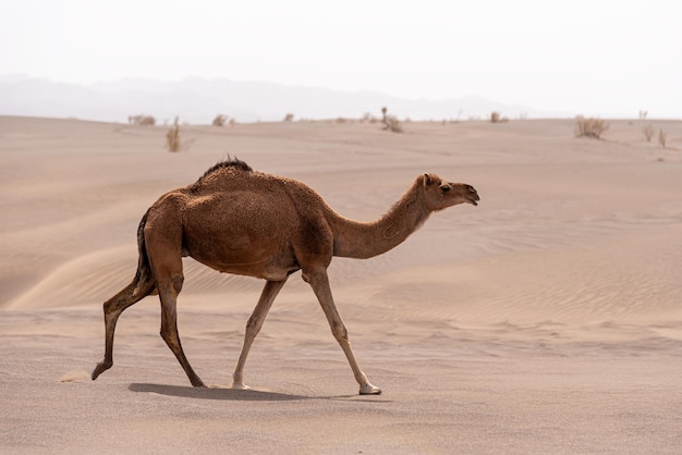 Photo giraffe in a desert